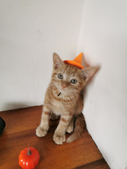 Small Pet Kitten Halloween Costume Hat and Cauldron
