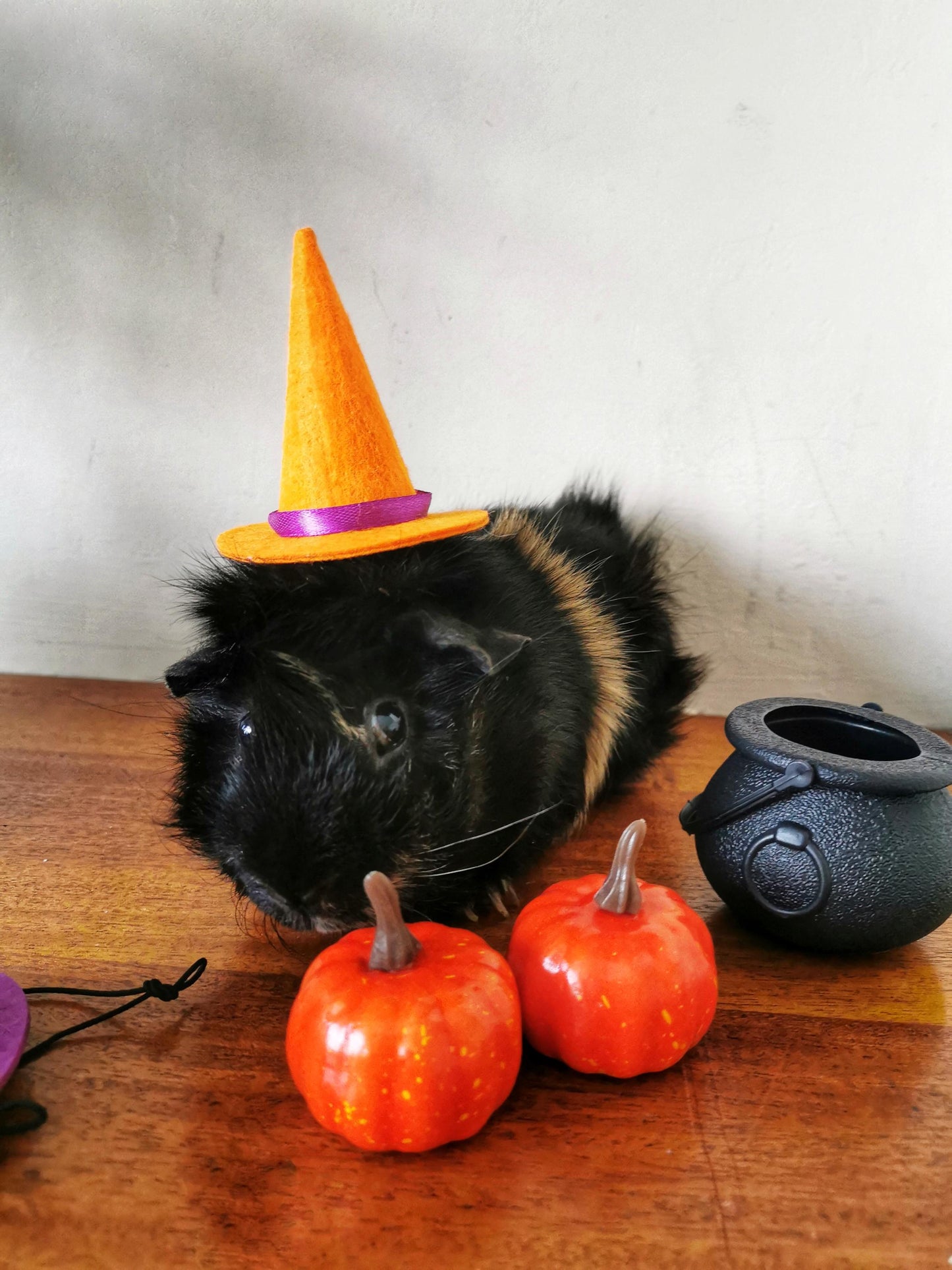 Small Pet Kitten Halloween Costume Hat and Cauldron