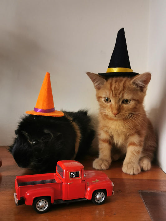 Small Pet Kitten Halloween Costume Hat and Cauldron