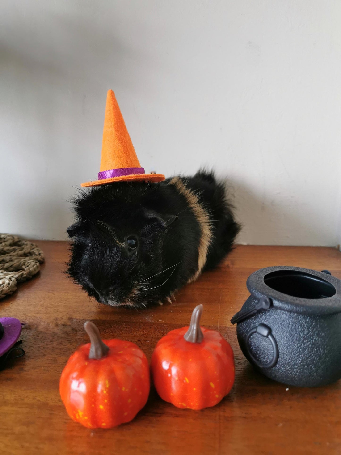 Halloween costume hat broom or Cauldron small pet cat Guinea pig small dog rabbit hedgehog