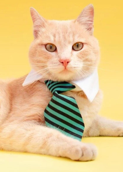 Business Striped Cat Necktie Collar