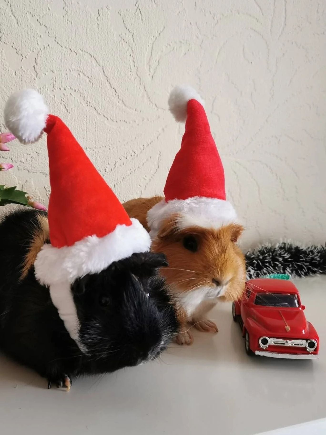 Christmas Small Animal Hat Guinea pig Santa Hat Santa Claus Hat Rabbit Hamster Guinea Pig Rats Festival Costume Christmas Cap Kitten