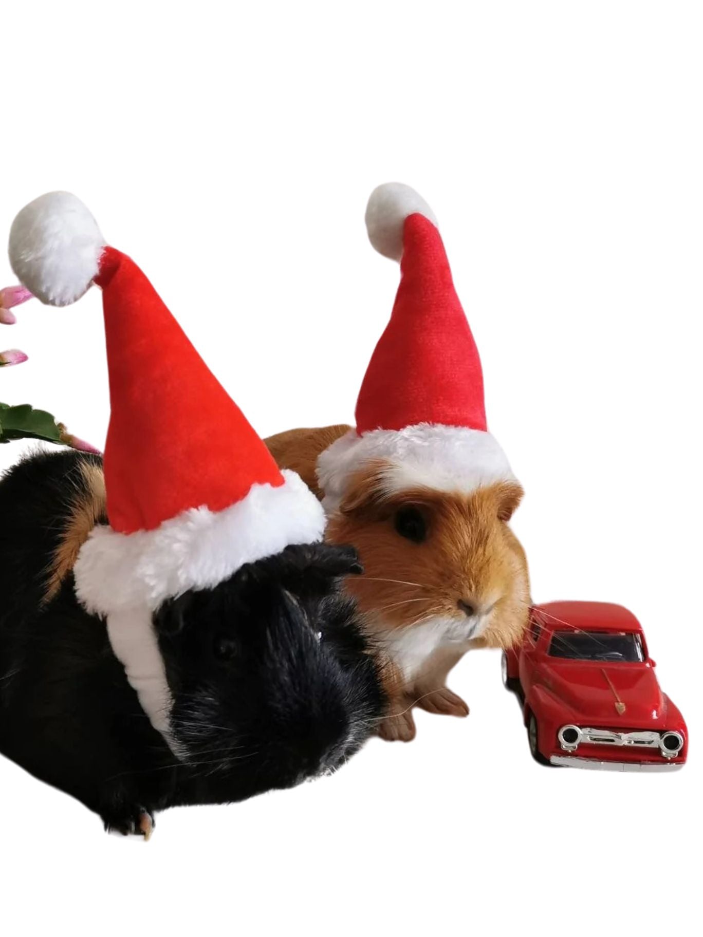 Christmas Small Animal Hat Guinea pig Santa Hat Santa Claus Hat Rabbit Hamster Guinea Pig Rats Festival Costume Christmas Cap Kitten