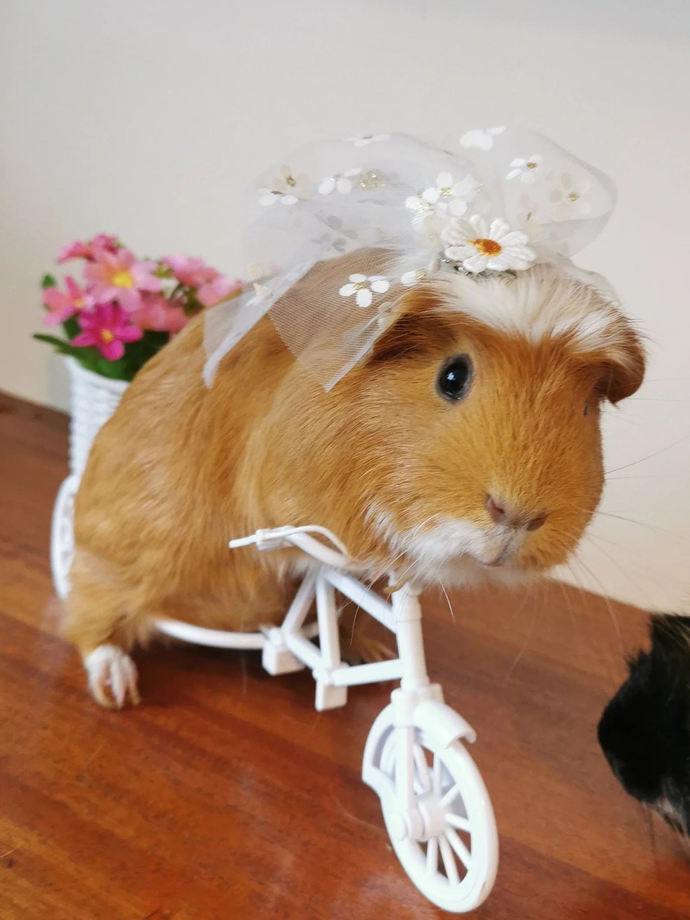 Guinea pig wedding costume small pet bride groom