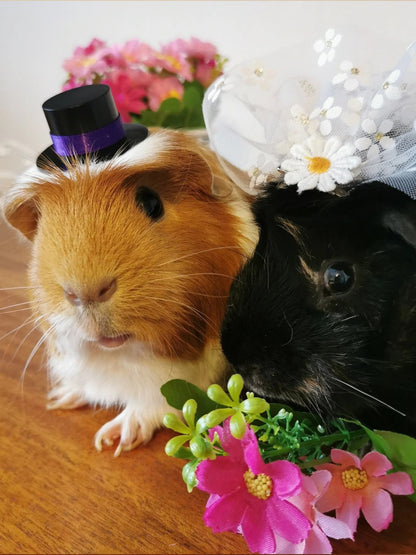 Guinea pig wedding costume small pet bride groom