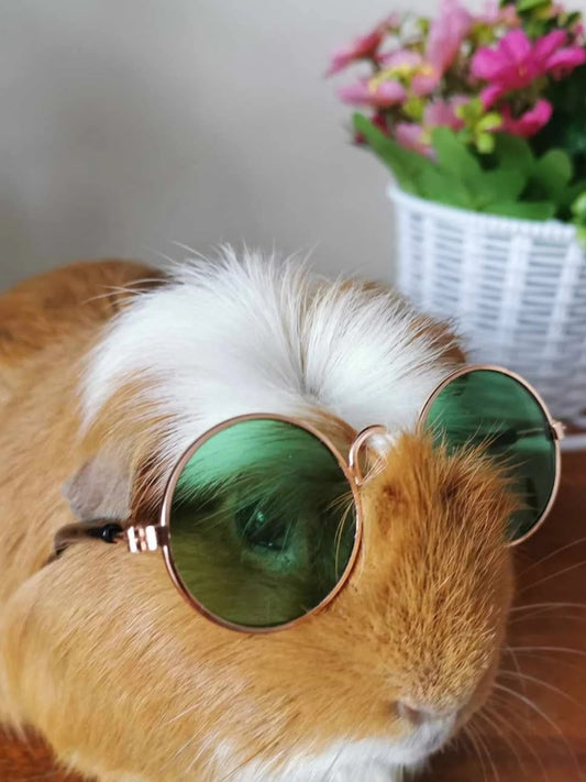 Pet Glasses Guinea Pig Cat Rabbit Animal Small Dog Smart Glasses