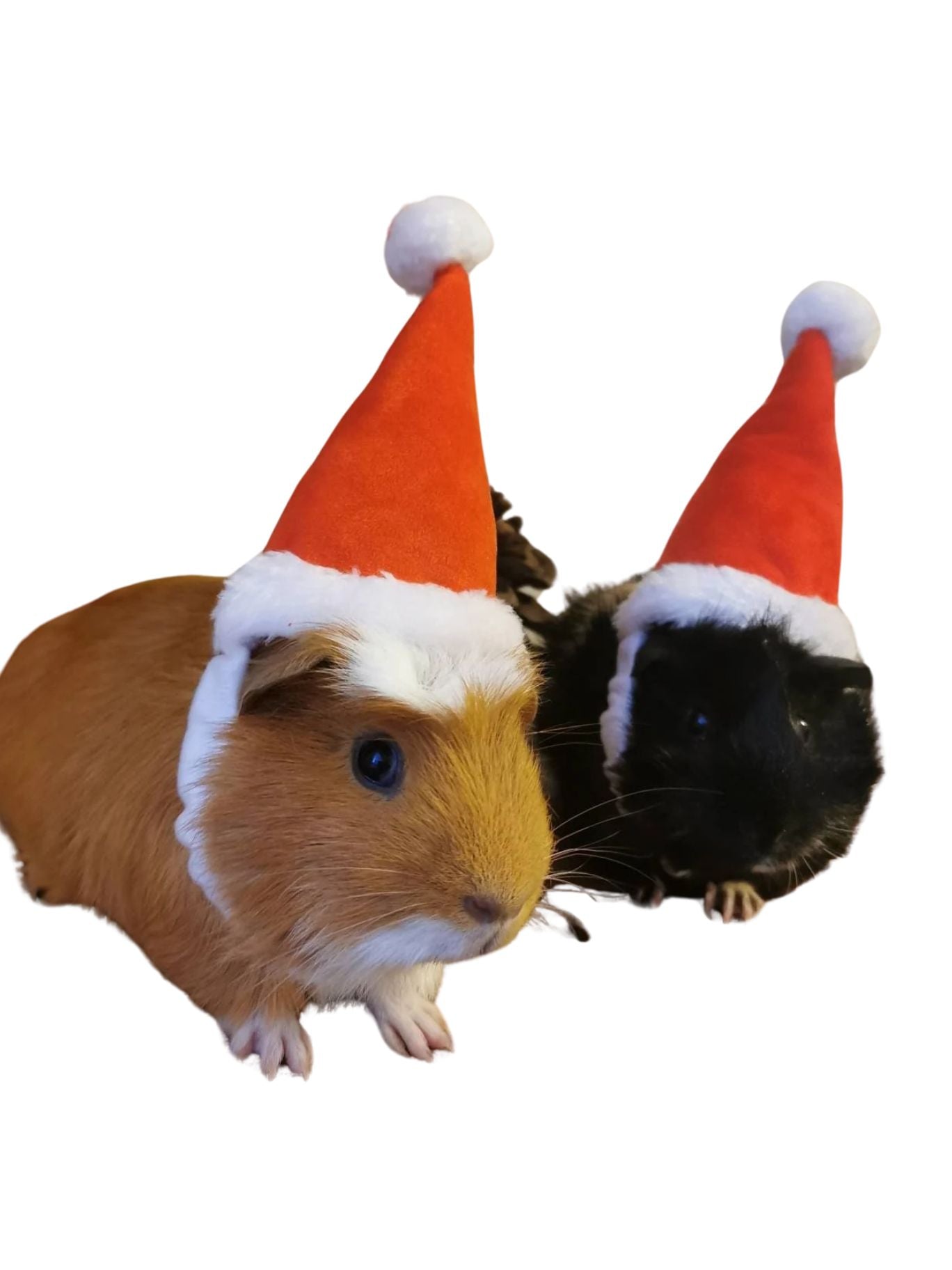 Christmas Small Animal Hat Guinea pig Santa Hat Santa Claus Hat Rabbit Hamster Guinea Pig Rats Festival Costume Christmas Cap Kitten