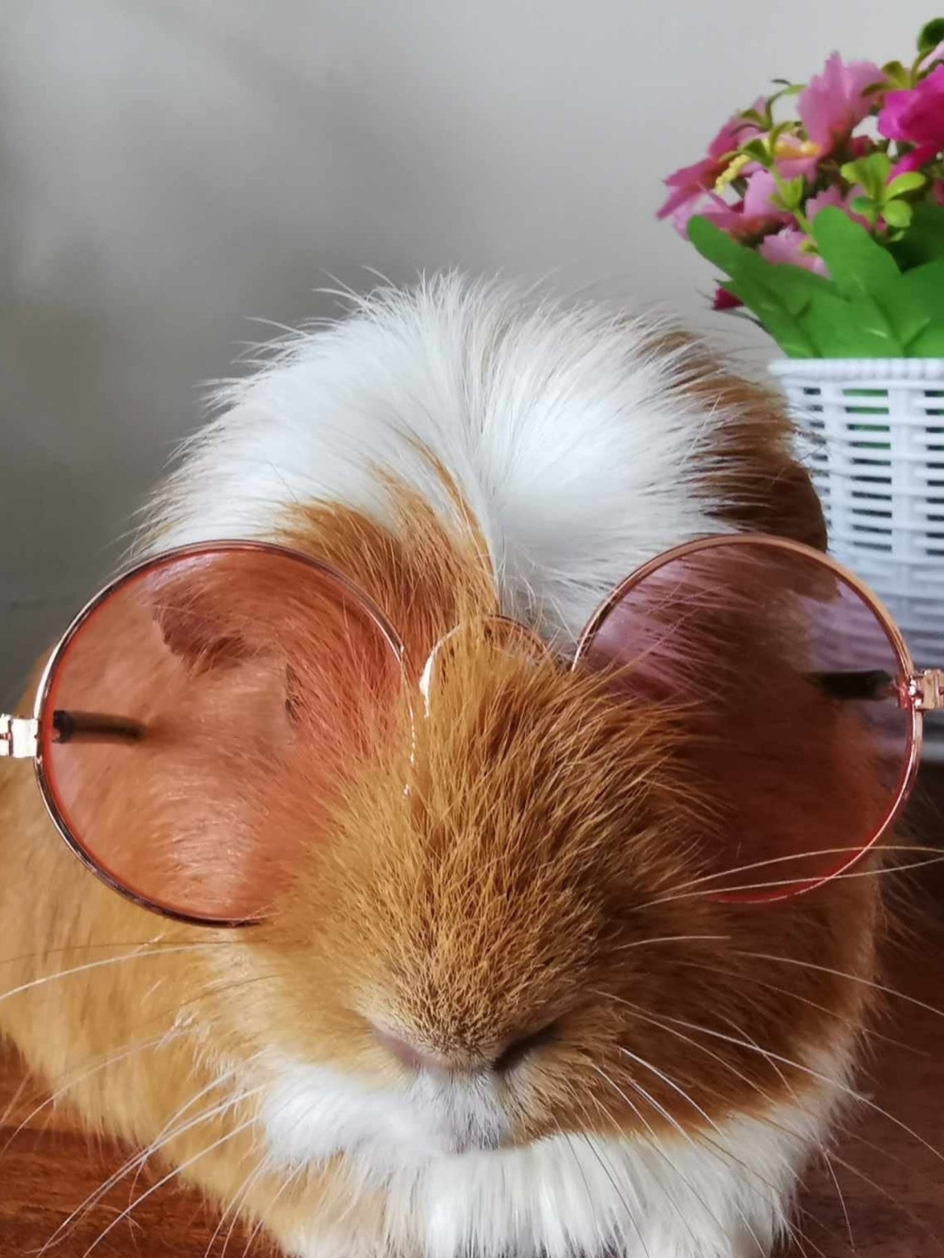 Pet Glasses Guinea Pig Cat Rabbit Animal Small Dog Smart Glasses