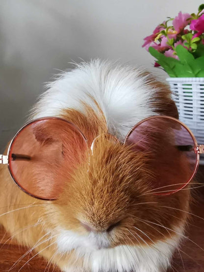 Pet Glasses Guinea Pig Cat Rabbit Animal Small Dog Smart Glasses